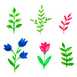 Watercolor floral elements for design