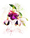 Watercolor Image Of  Fuchsia Flowers 