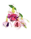 Watercolor Image Of  Fuchsia Flowers