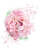 Watercolor Image Of Rose