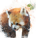 Watercolor Image Of  Red Panda