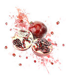 Watercolor Image Of Pomegranate