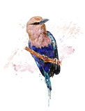 Watercolor Image Of Blue Bellied Roller