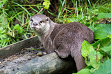 An otter looking directly to camera.