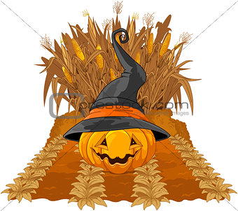 Pumpkin on corn maze 