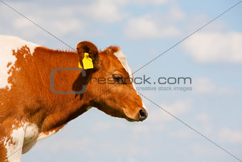 Dutch calf