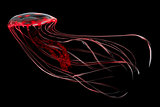 Red Jellyfish