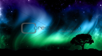 Night sky with norther lights with tree silhouettes