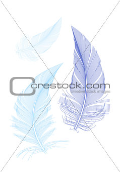 blue birds feathers, vector