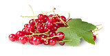 Bunch Of Red Currants With Currant Leaves Rotated