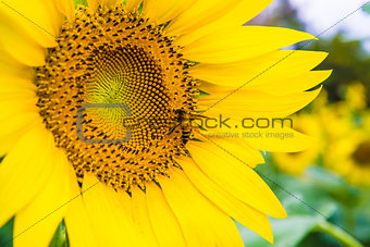 Sun flower and bee