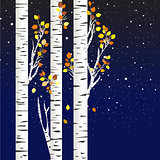 Birch trees in the autumn over a starry night