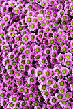 Small purple chrysanthemums as a background