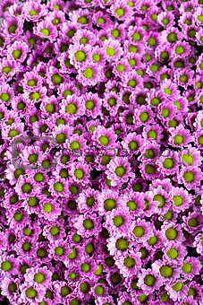 Small purple chrysanthemums as a background