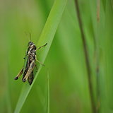 Grasshopper on a straw closeup