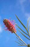 Grevillea species an Australian Wildflower 