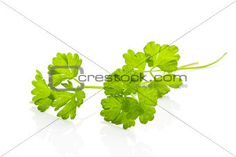Parsley branch isolated.