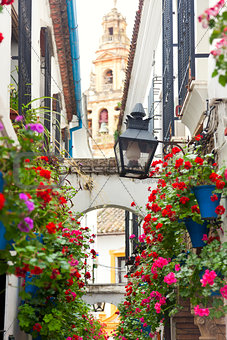 Famos Street Flowers decorated, Cordoba, Spain, Mediterranean Eu