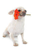  chihuahua and flower