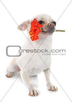  chihuahua and flower