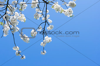 White Flower in a branch
