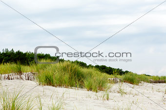 Sandy dune covered with the greenery