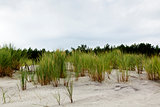 Sandy dune covered with the greenery