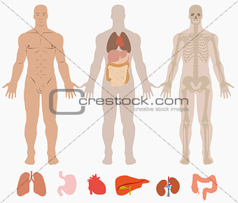 Human anatomy of man background