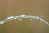 blade of grass with drops