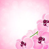 Background with orchid