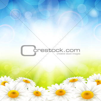 Flowers on the summer background