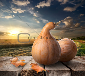 Pumpkins on table