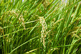 closeup of paddy rice field background. Food and natural concept