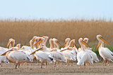 white pelican (pelecanus onocrotalus)