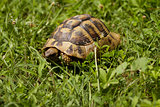 Brown turtle creeps on green grass sunny summer afternoon.