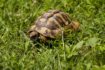 Brown turtle creeps on green grass sunny summer afternoon.