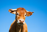 Limousin cow