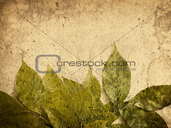 Grunge leaves