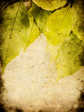Grunge leaves