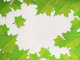 Maple leaves frame