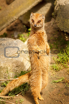 Meerkat standing in a pose