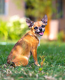 Doggie Chihuahua