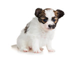 Cute small puppy of breed papillon