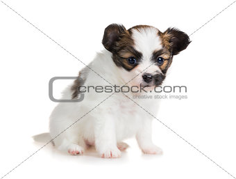 Cute small puppy of breed papillon
