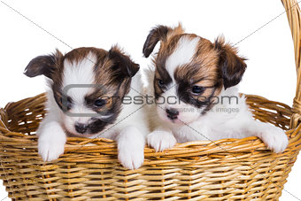 Two puppy in wicker basket  