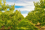 Rows of green apple trees