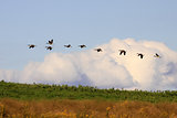 Canadian Geese in Flight 
