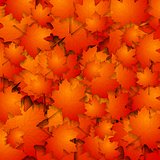 Abstract autumn background with maple leaves