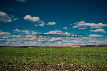 Landscape a field in the spring