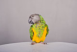 Parrot on a table